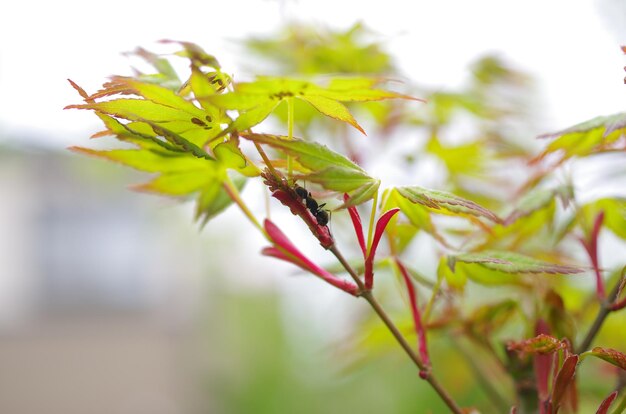 Close-up of insect on leaves