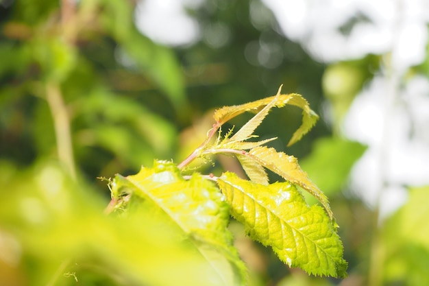 Close-up of insect on leaves