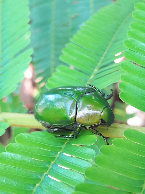 Close-up of insect on leaves