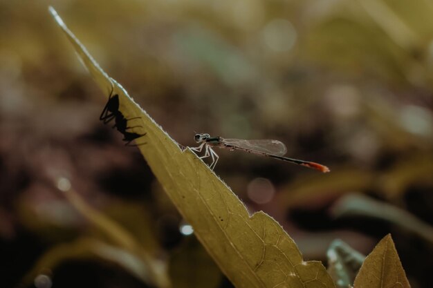 Photo close-up of insect on leaves