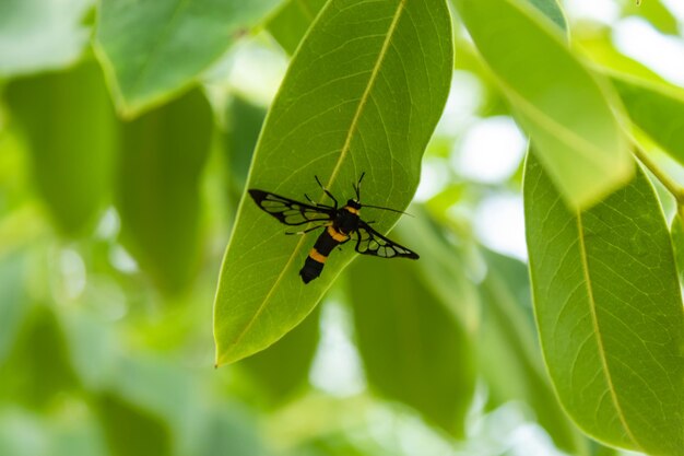 Close-up of insect on leaves