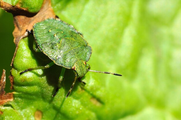 Photo close-up of insect on leaves