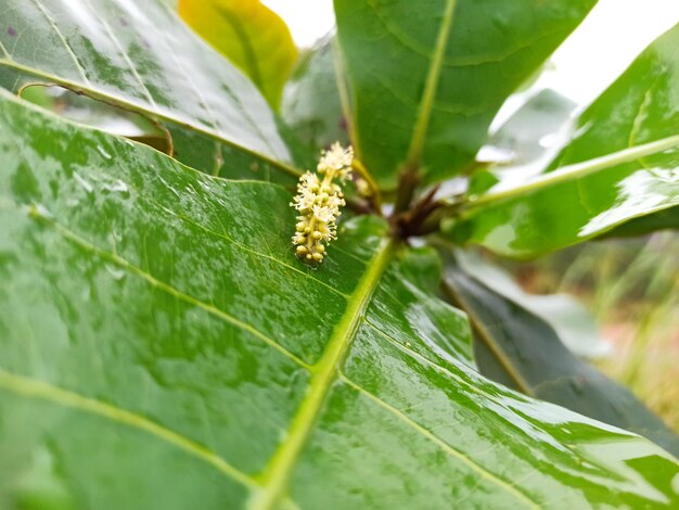 Close-up of insect on leaves