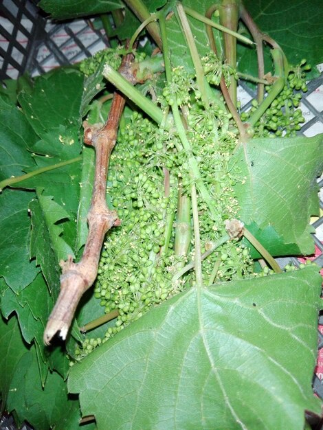 Close-up of insect on leaves