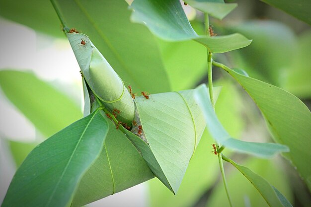 Close-up of insect on leaves