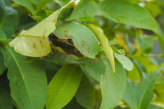 Photo close-up of insect on leaves