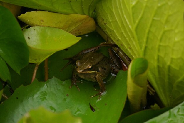 Close-up of insect on leaves