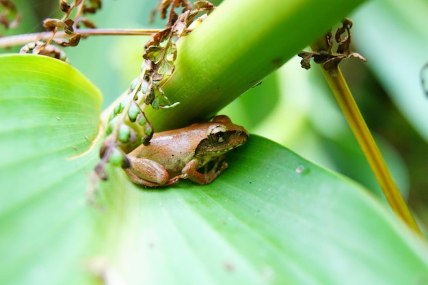 Close-up of insect on leaves