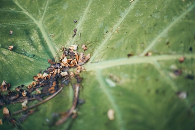 Photo close-up of insect on leaves