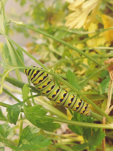 Photo close-up of insect on leaves