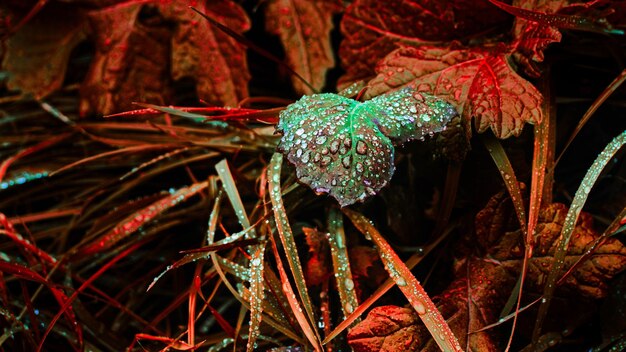 Close-up of insect on leaves