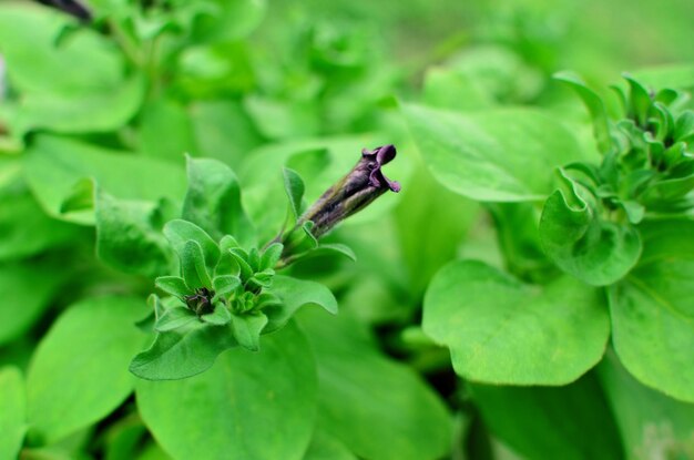 Close-up of insect on leaves