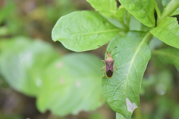 Close-up of insect on leaves