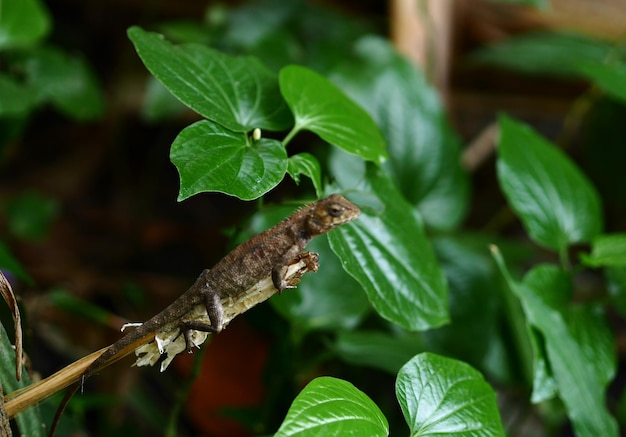 Photo close-up of insect on leaves