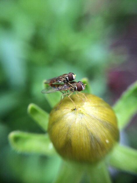 Photo close-up of insect mating on bud