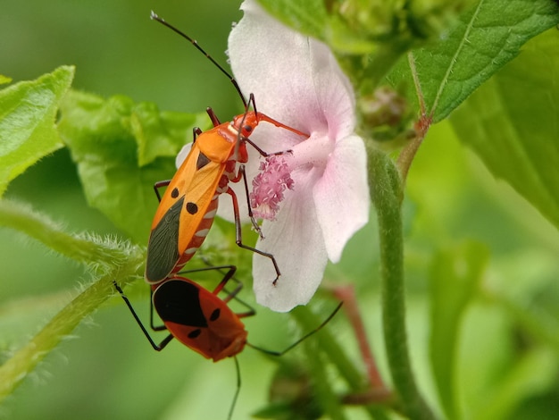 Photo close-up of insect mating on flower