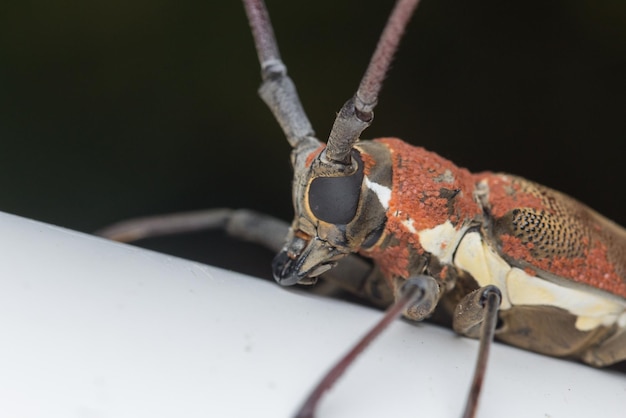 Photo close-up of insect on metal