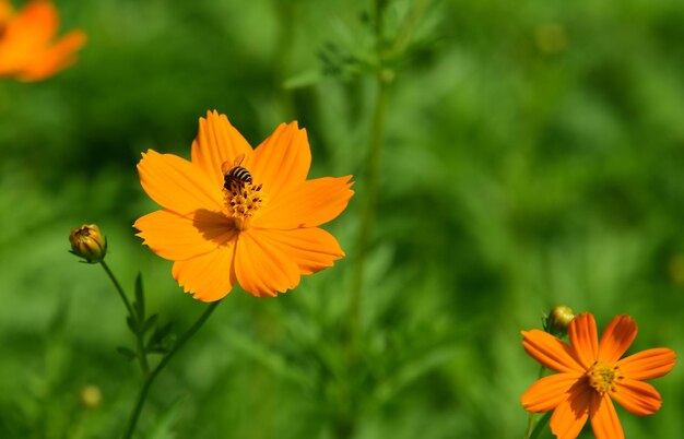 Close-up of insect on orange flower