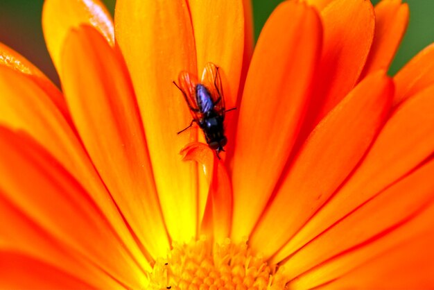 Close-up of insect on orange flower