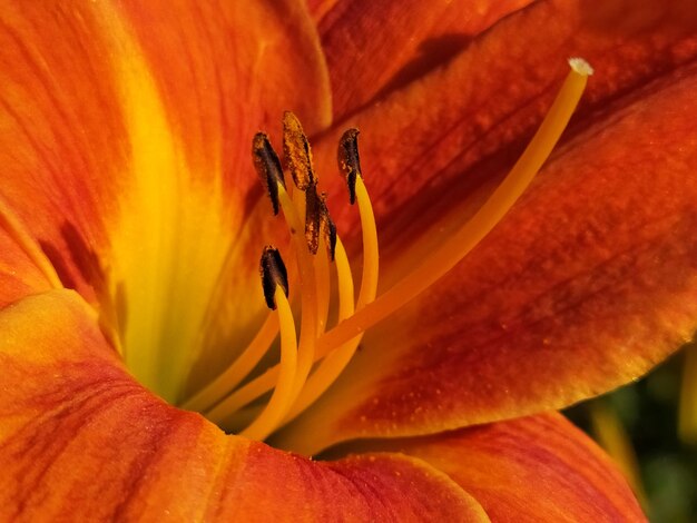 Close-up of insect on orange lily