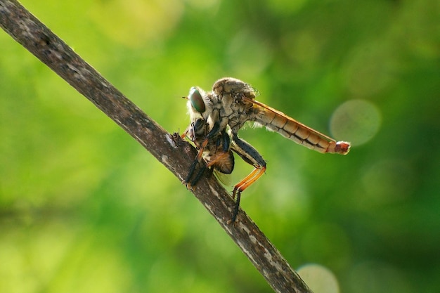 Close-up of insect perching on branch