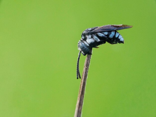 Close-up of insect perching on leaf