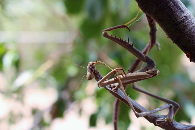 Close-up of insect perching on leaf