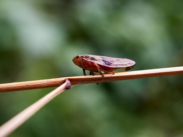 Close-up of insect perching on leaf