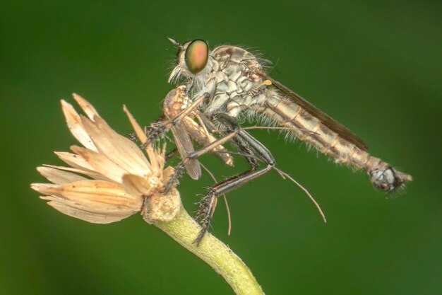 Photo close-up of insect perching on leaf