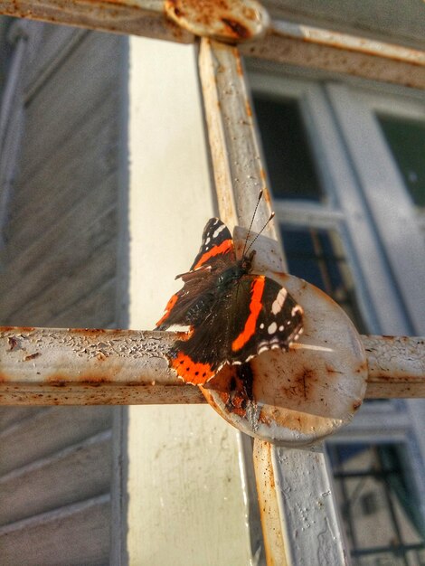 Photo close-up of insect perching outdoors