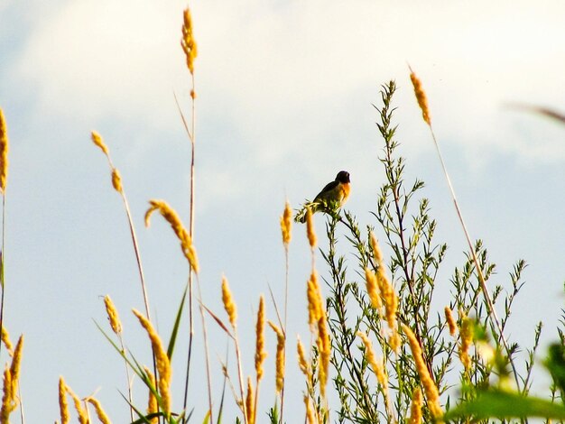 Photo close-up of insect perching on plant