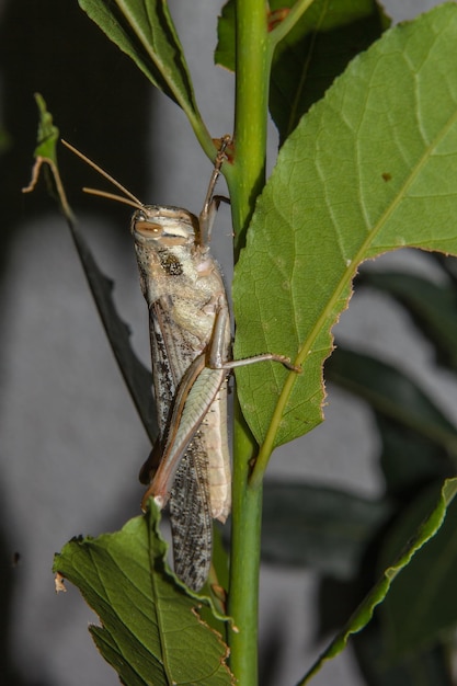 Photo close-up of insect perching on plant