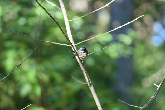 Photo close-up of insect perching on plant