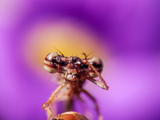 Close-up of insect on pink flower