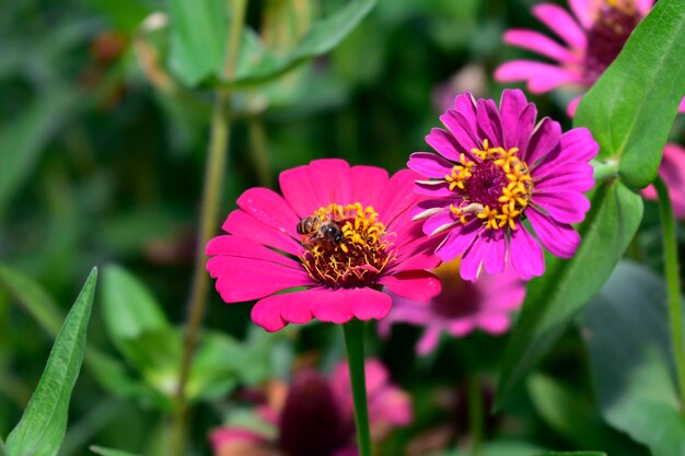 Close-up of insect on pink flower