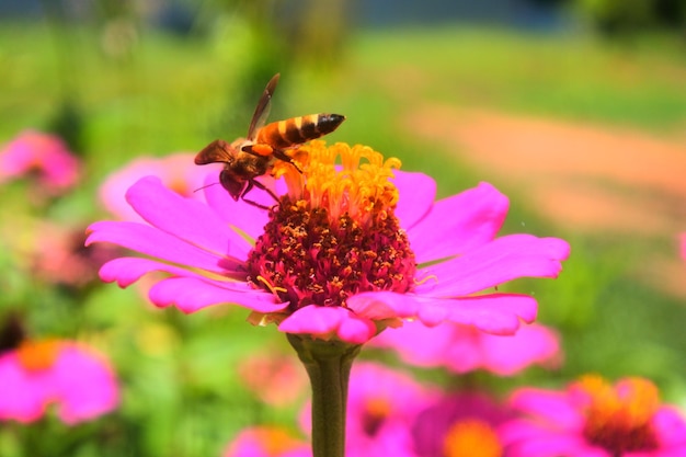 ピンクの花の昆虫のクローズアップ