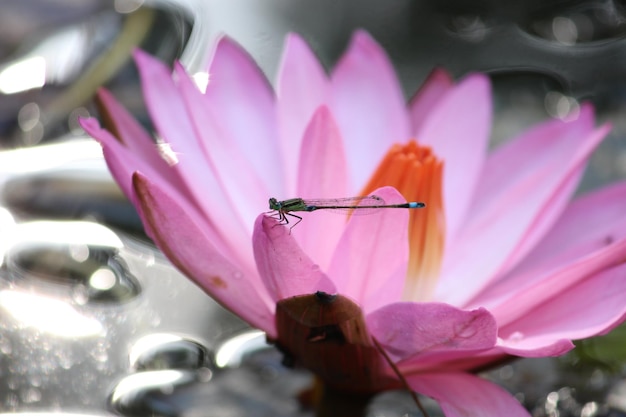 Foto prossimo piano di un insetto su un fiore rosa