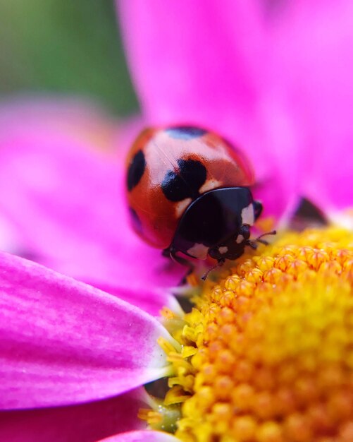 Close-up of insect on pink flower