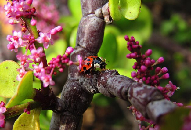 Close-up of insect on pink flower