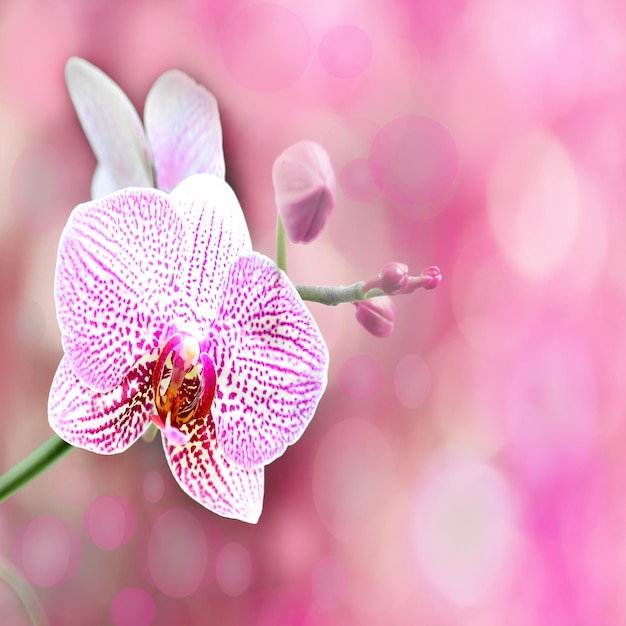 Foto prossimo piano di un insetto su un fiore rosa