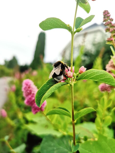 Close-up of insect on pink flower