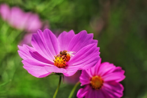 Close-up of insect on pink flower