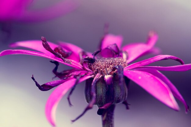 Close-up of insect on pink flower