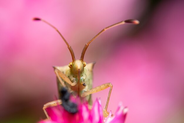 Photo close-up of insect on pink flower