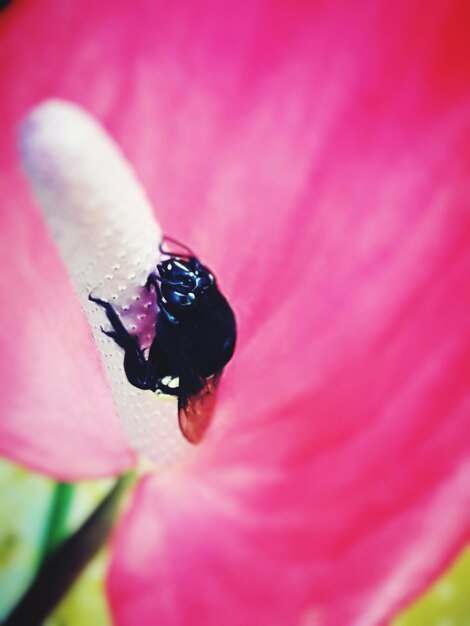 Close-up of insect on pink flower