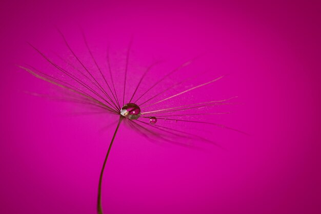 Close-up of insect on pink flower