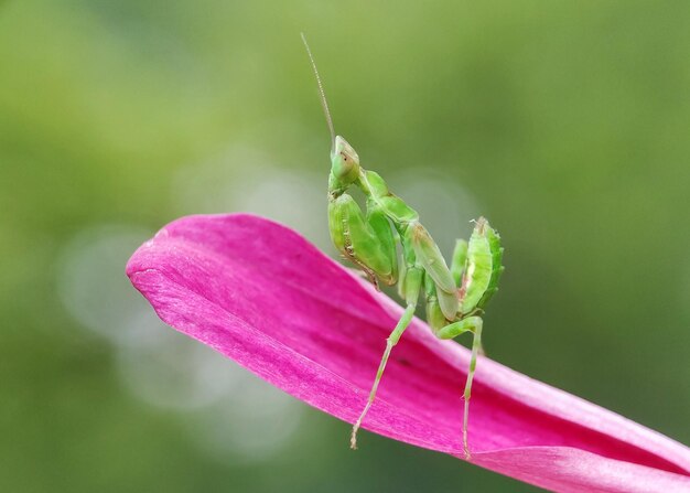 Photo close-up of insect on pink flower