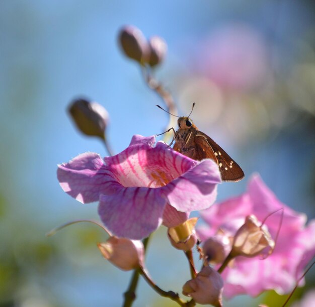 Close-up of insect on pink flower