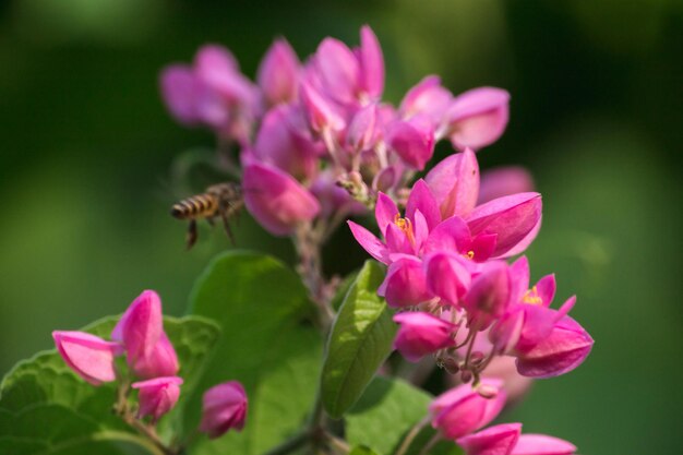 Close-up of insect on pink flower