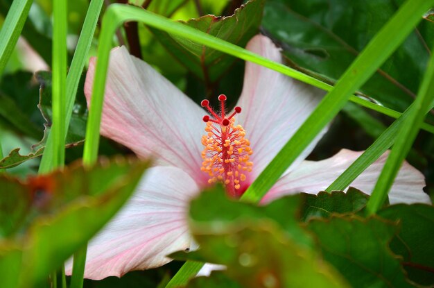 Close-up of insect on pink flowering plant